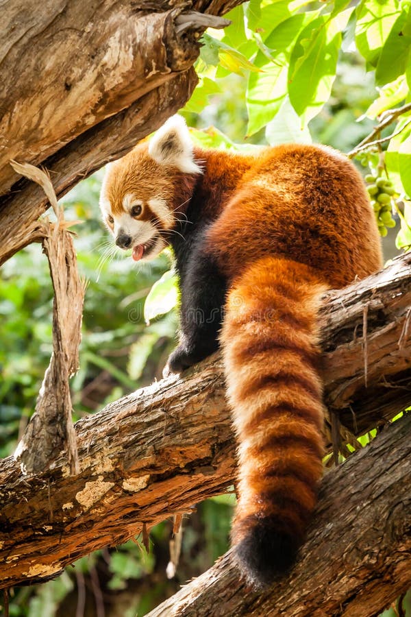 Panda ailurus roșu în copac royalty free stock photo