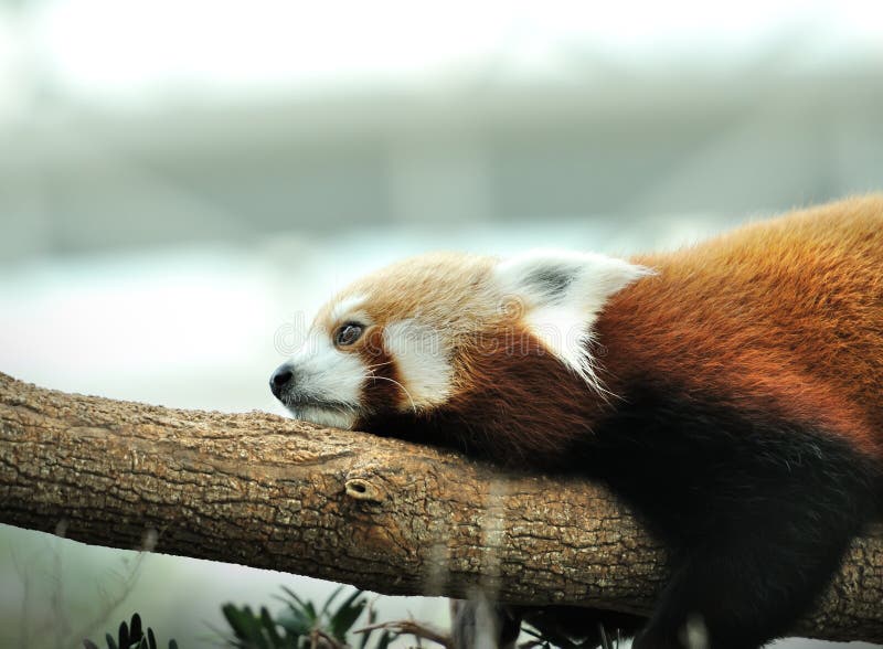 Panda ailurus roșu royalty free stock images