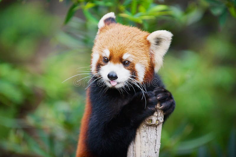 Panda ailurus roșu într-o grădină zoologică din Hong Kong. royalty free stock photography