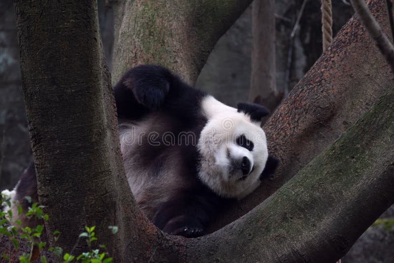 Panda animal Chengdu in China