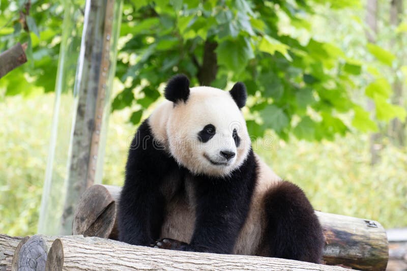 Panda bao li wolong panda base china. Apagar panda bao li shenshuping wolong panda base china