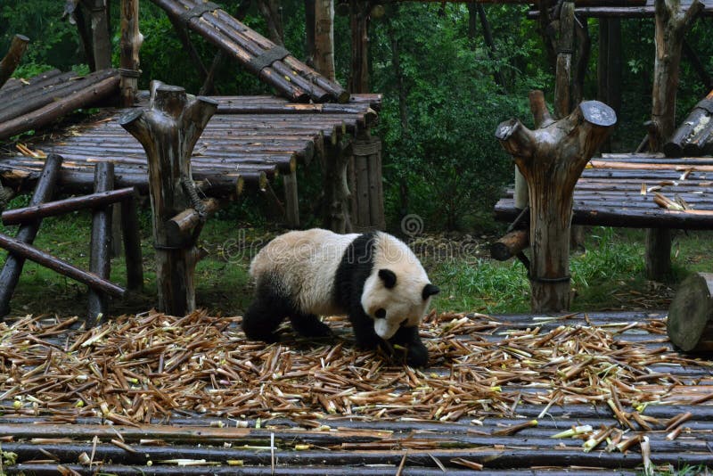 Panda bear: arguably the icon of Chengdu, or even Sichuan Province. Though considered as carnivore, it eats mostly bamboo (over 9