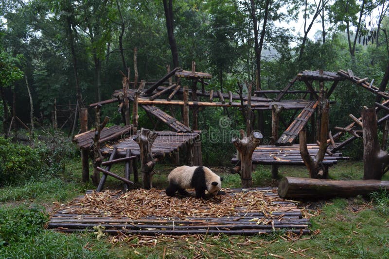 Panda bear: arguably the icon of Chengdu, or even Sichuan Province. Though considered as carnivore, it eats mostly bamboo (over 9