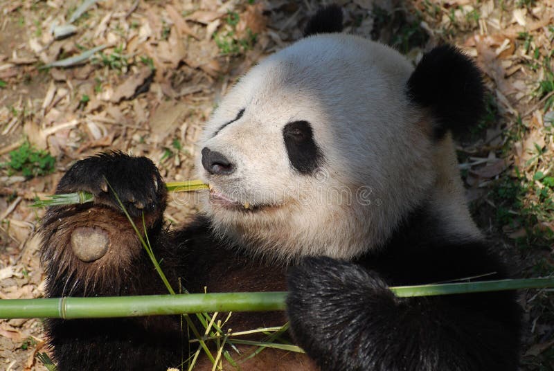 Panda Bear Clutching Bamboo in seiner Tatze stockbilder Panda Bear Clutching Bamboo in seiner Tatze stockbilder