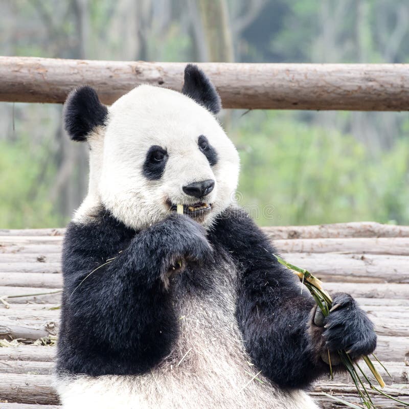 Panda Bear die bamboe, Panda Research Center Chengdu, China eten royalty-vrije stock afbeelding Panda Bear die bamboe, Panda Research Center Chengdu, China eten royalty-vrije stock afbeelding