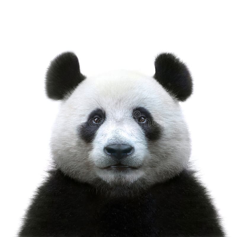 Panda bear face isolated on white background