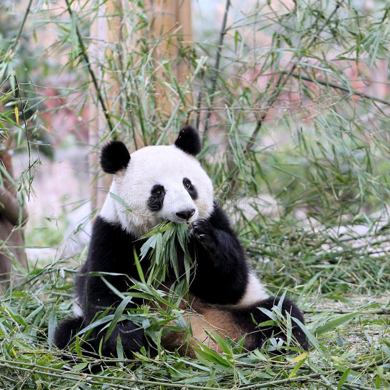 Panda Bear Feeding on Bamboo Stock Image - Image of color, fauna: 49359949