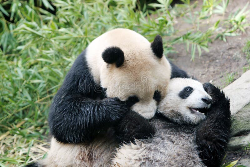 Panda bears stock photo. Image of wildlife, danger, happy 2229750