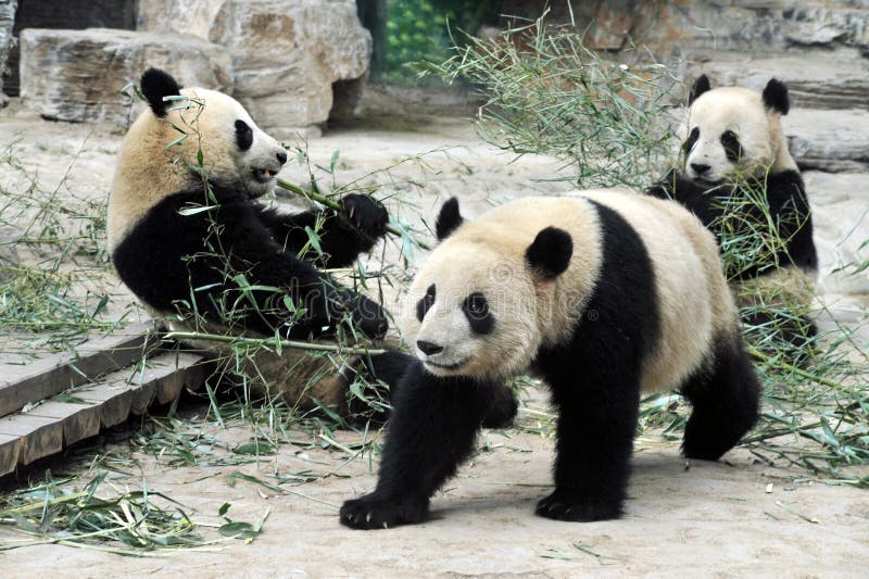 Panda Bears in Beijing China