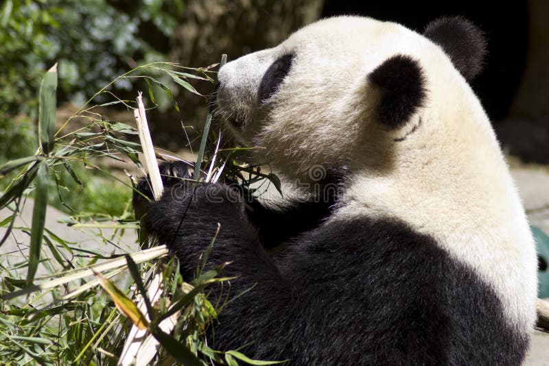 Panda Bears Eats Bamboo Shoots