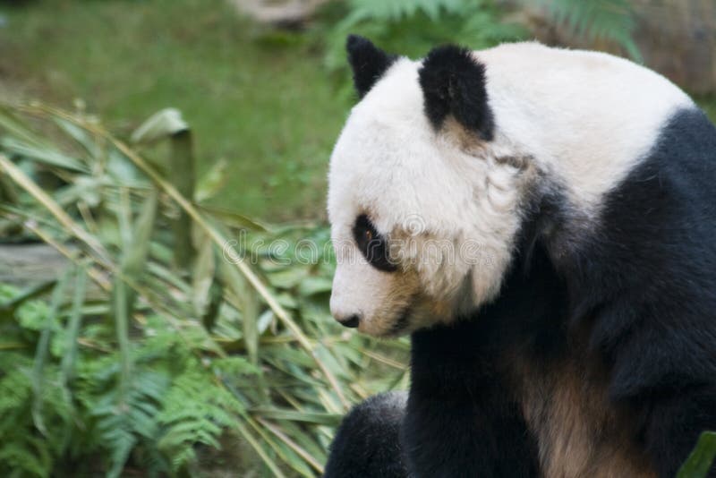 Panda content images stock Panda content images stock