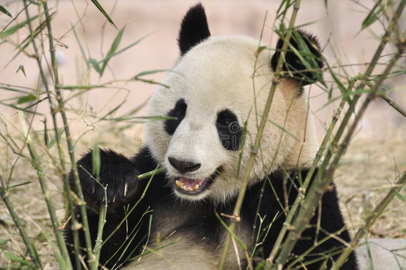 Panda is the most famous animals of China. Panda is the most famous animals of China