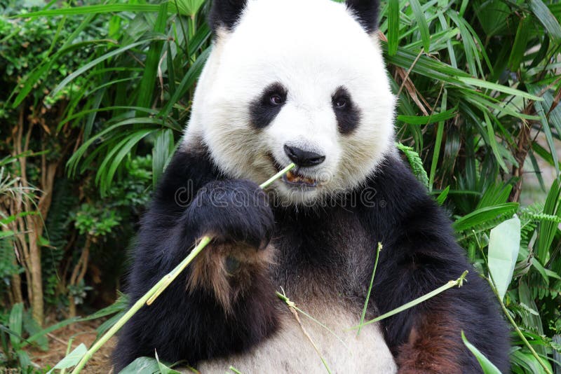 Panda eat stock image. Image of china, cute, bamboo, food - 28526165