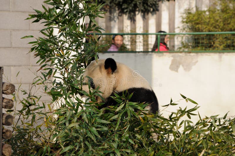 Panda Eating stock foto Panda Eating stock foto