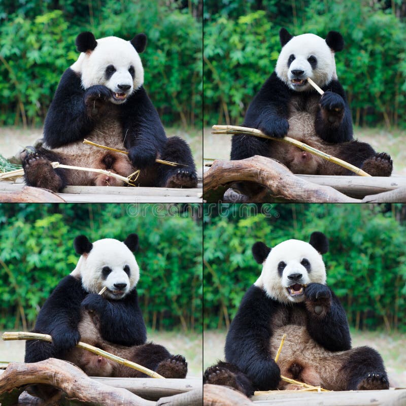 Four post of giant panda eating bamboo.The giant panda has been living on Earth for at least 8 million years and is known as a "living fossil" and "national treasure of China", also known as a national animal. It is the ambassador of the World Wildlife Fund and the flagship species of biodiversity conservation in the world.The giant panda is an endemic species in China, mainly inhabiting the mountainous areas of Sichuan, Shaanxi, and Gansu.