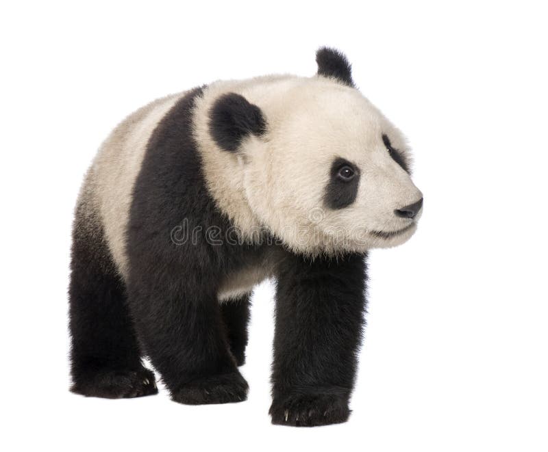panda för 18 jätte- melanoleucamånader för ailuropoda arkivbilder panda för 18 jätte- melanoleucamånader för ailuropoda arkivbilder
