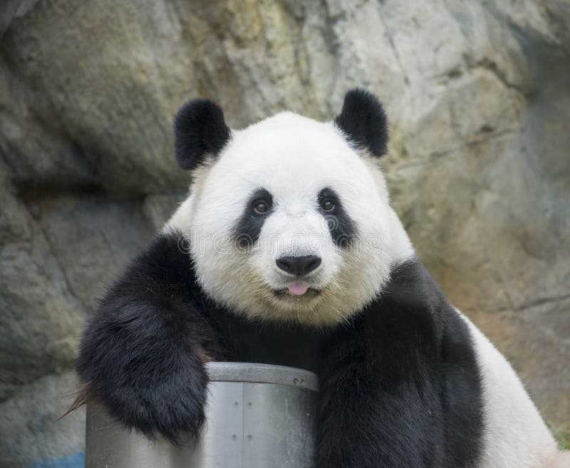 Panda gigante fotografia stock Panda gigante fotografia stock