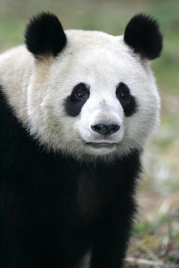 Panda gigante fotografía de archivo libre de regalías Panda gigante fotografía de archivo libre de regalías
