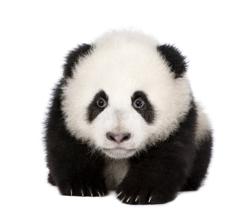 Panda gigante (4 meses) - melanoleuca do Ailuropoda imagens de stock royalty free Panda gigante (4 meses) - melanoleuca do Ailuropoda imagens de stock royalty free
