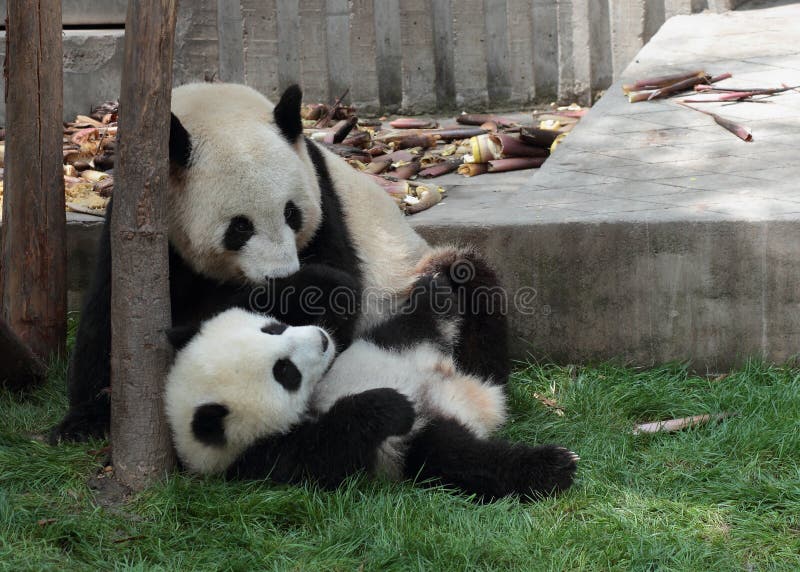 Giant panda with its cub in playing. Giant panda with its cub in playing