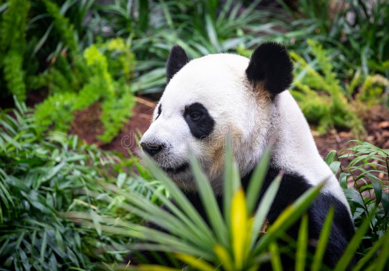 Panda gigante en el ambiente del parque zoológico fotos de archivo Panda gigante en el ambiente del parque zoológico fotos de archivo