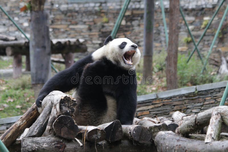 Panda gigante engraçada em China imagens de stock royalty free Panda gigante engraçada em China imagens de stock royalty free