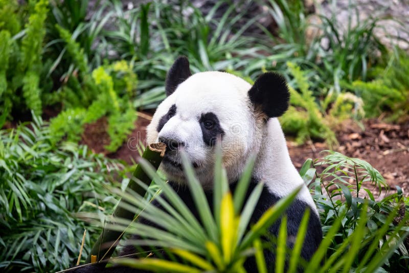 Panda gigante no ambiente do jardim zoológico fotografia de stock royalty free Panda gigante no ambiente do jardim zoológico fotografia de stock royalty free