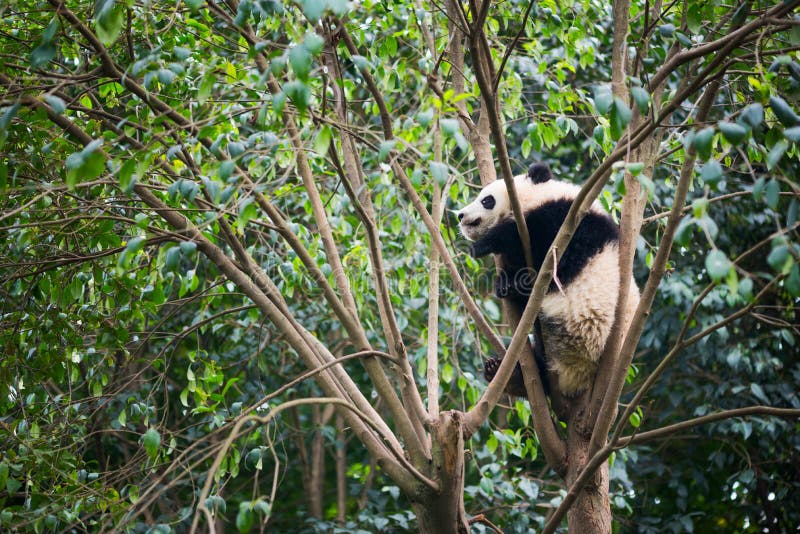 El Dormir De La Panda Gigante Imagen de archivo - Imagen de cubo