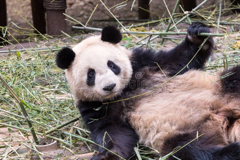 Panda gigante sveglio immagini stock Panda gigante sveglio immagini stock
