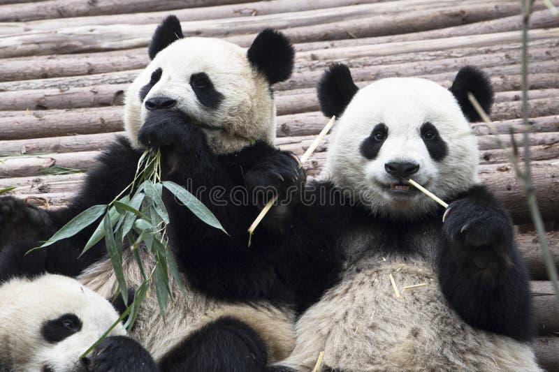 Panda giganti fotografie stock libere da diritti