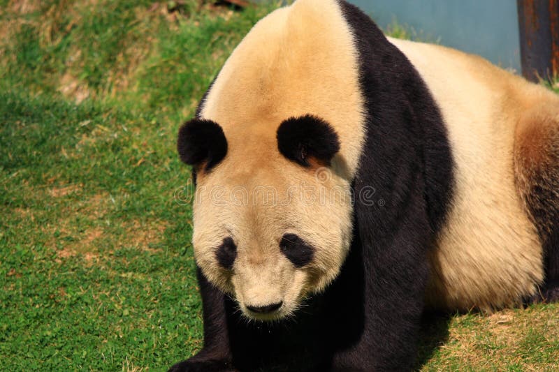 Panda géant animal mis en danger