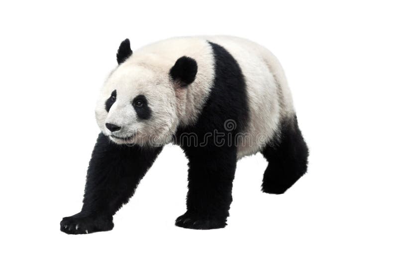Giant panda isolated on white background. Giant pandas are no longer an endangered species. Giant panda isolated on white background. Giant pandas are no longer an endangered species.