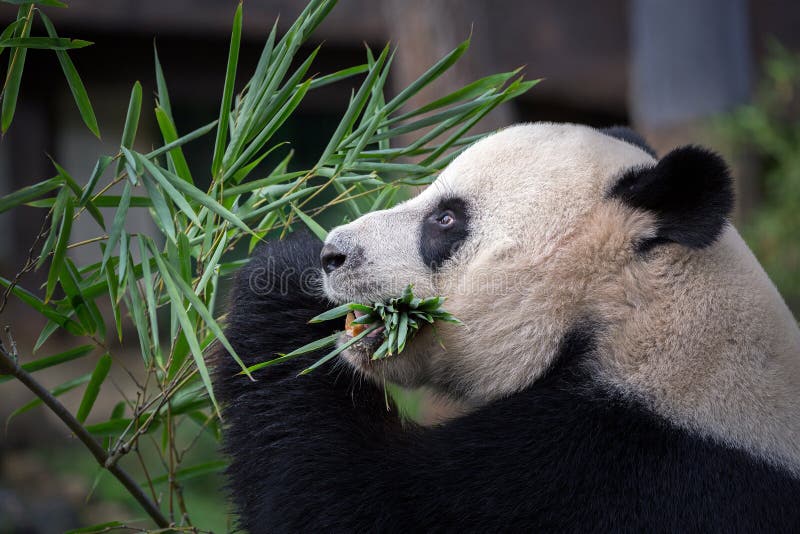 Panda isst Bambusblätter stockfotografie Panda isst Bambusblätter stockfotografie