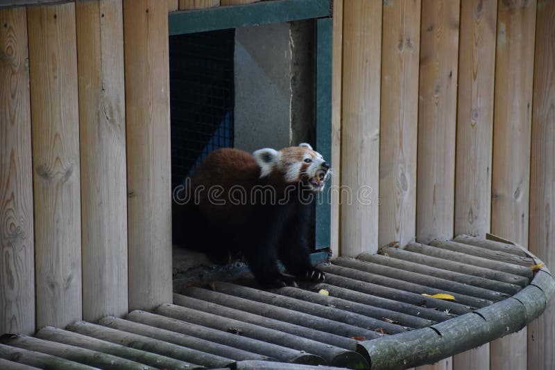 Panda minore fotografia stock libera da diritti Panda minore fotografia stock libera da diritti