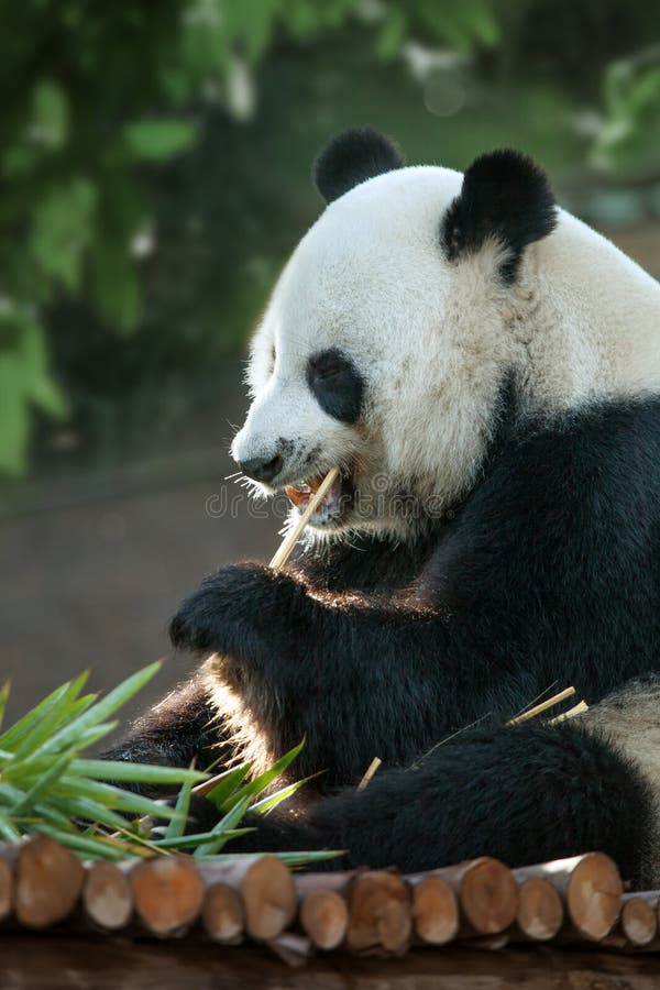 Panda stock image. Image of animal, forest, chinese, mammals - 82283919