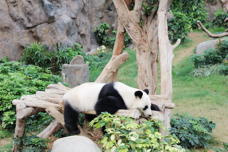 Panda relaxing at the zoo of the Ocean Park in hk