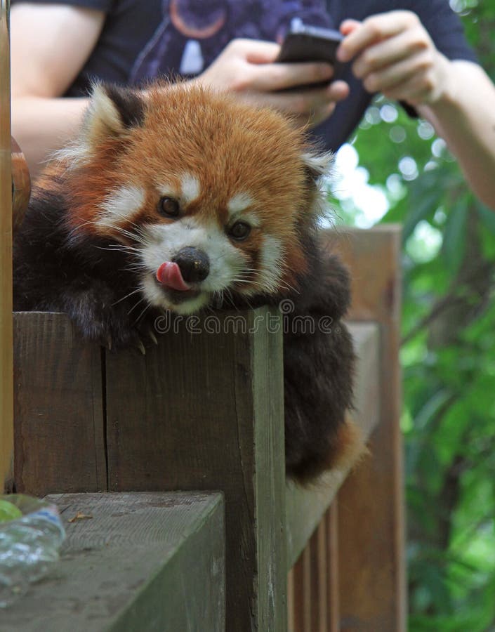 Panda roja en el parque de Chengdu foto de archivo libre de regalías Panda roja en el parque de Chengdu foto de archivo libre de regalías