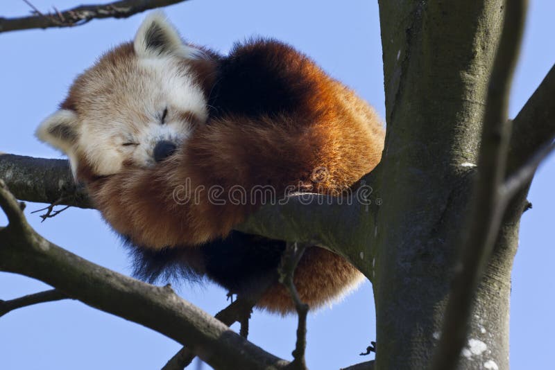 Panda rouge - Chine méridionale photo libre de droits Panda rouge - Chine méridionale photo libre de droits