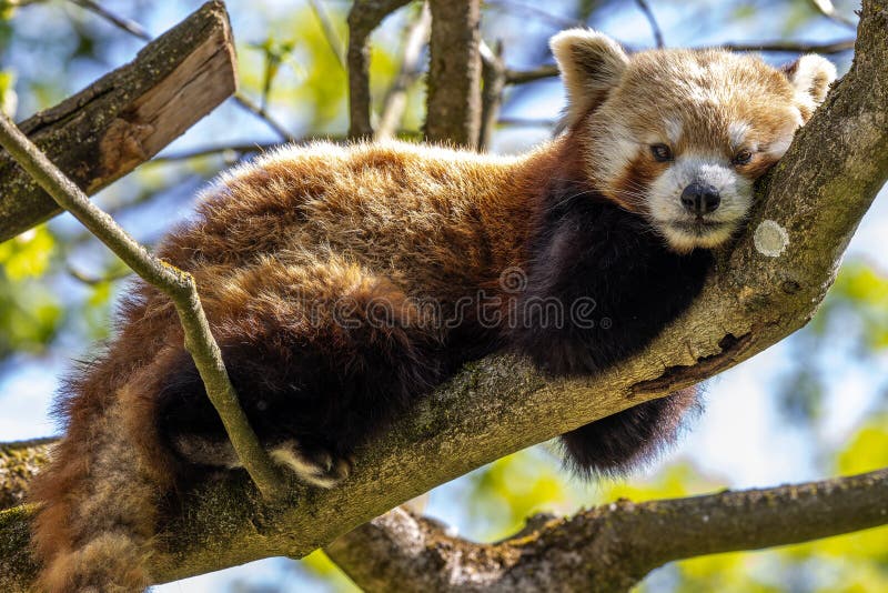 Panda roșie Ailurus fulgens numit și panda mai mică royalty free stock image