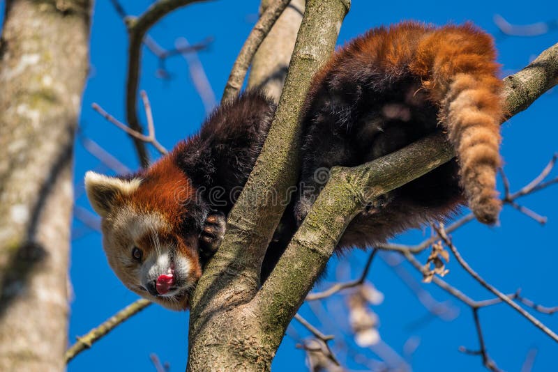 Panda roșie ailurus fulgens, numit și panda mai mică royalty free stock photo