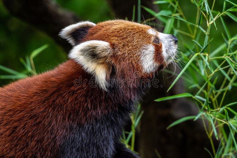 Panda roșie ailurus fulgens, numit și panda mai mică. Panda ailurus roșu numit și panda mai mică și urs roșu