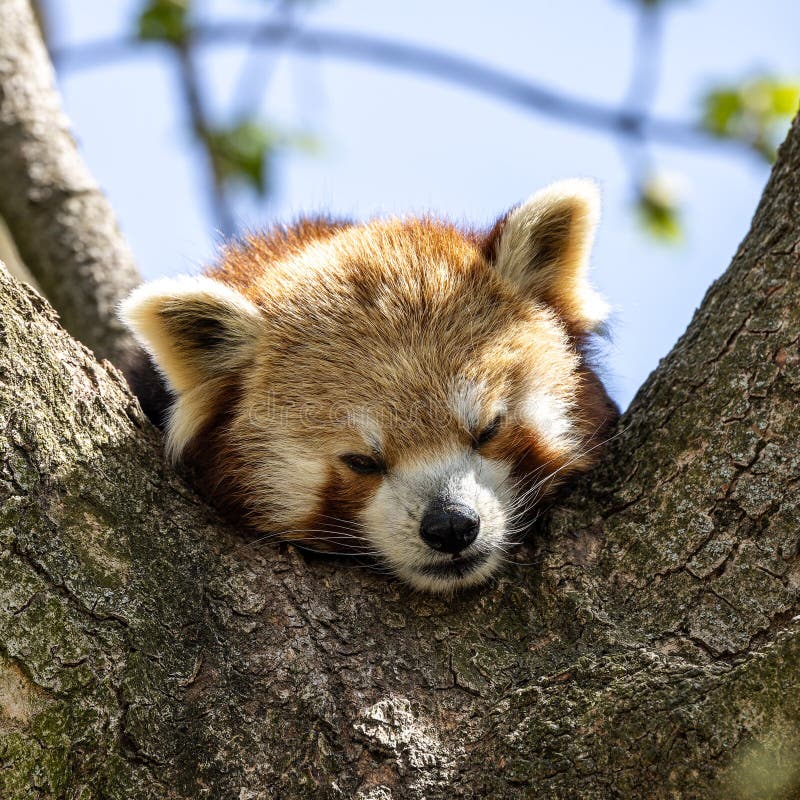 Panda roșie ailurus fulgens, numit și panda mai mică stock photos