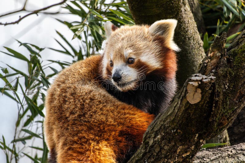 Panda roșu Ailurus fulgens, de asemenea, numit panda mic stock photos