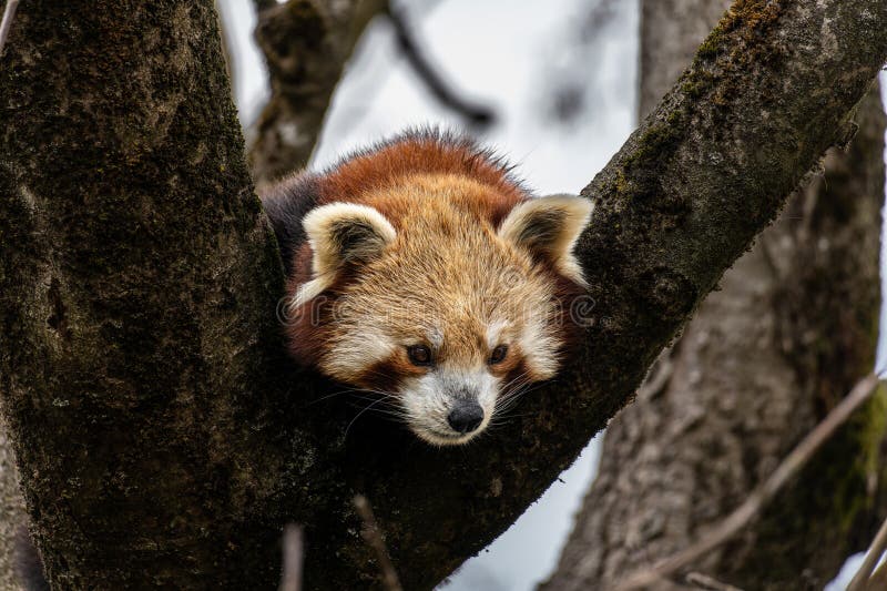 Panda roșu Ailurus fulgens, de asemenea, numit panda mic stock image