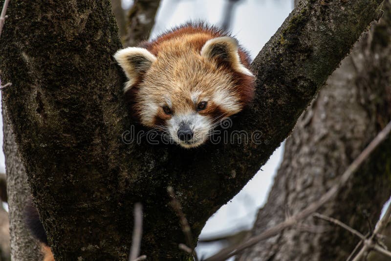 Panda roșu Ailurus fulgens, de asemenea, numit panda mic stock images