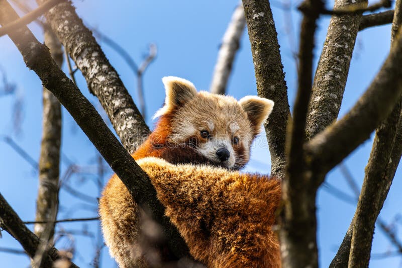Panda roșu Ailurus fulgens, de asemenea, numit panda mic royalty free stock photo