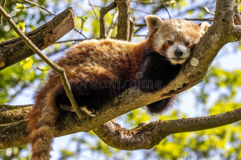 Panda roșu Ailurus fulgens, de asemenea, numit panda mic royalty free stock photo