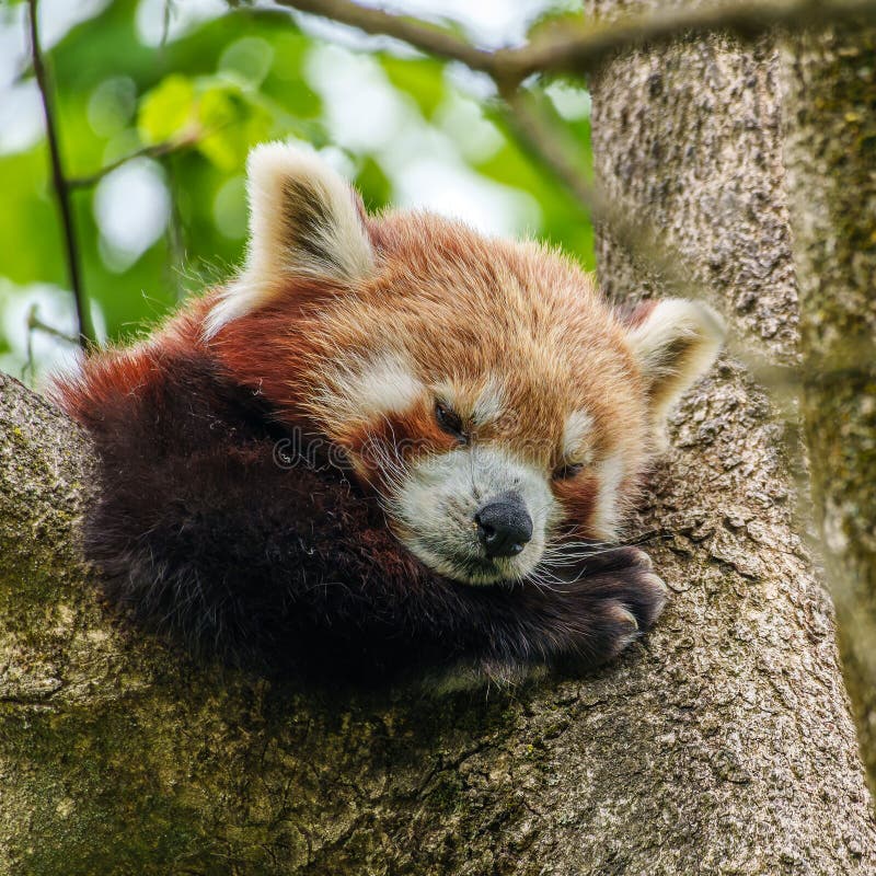 Panda roșu Ailurus fulgens, de asemenea, numit panda mic stock photo