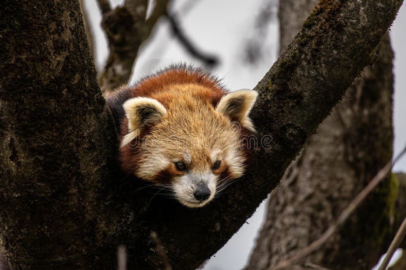 Panda roșu Ailurus fulgens, de asemenea, numit panda mic stock photo