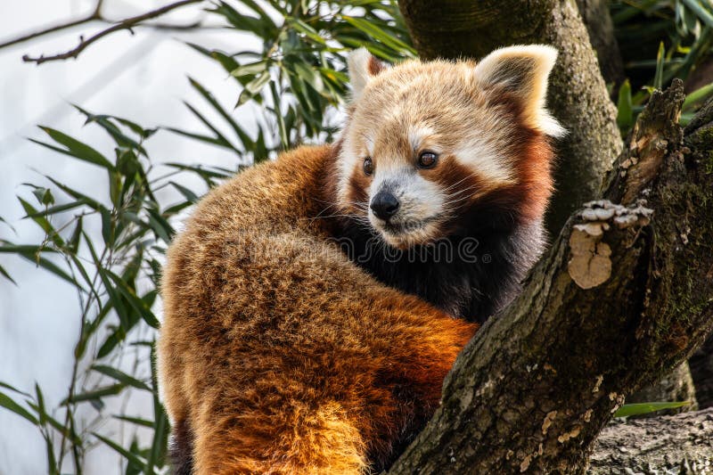 Panda roșu Ailurus fulgens, de asemenea, numit panda mic royalty free stock photos